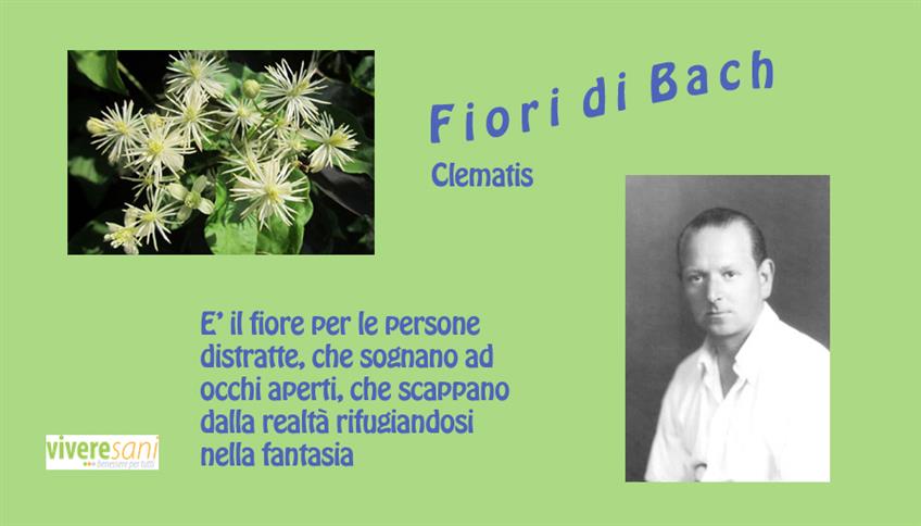 Clematis, per chi fugge dalla realtà Clematis, per chi fugge dalla realtà